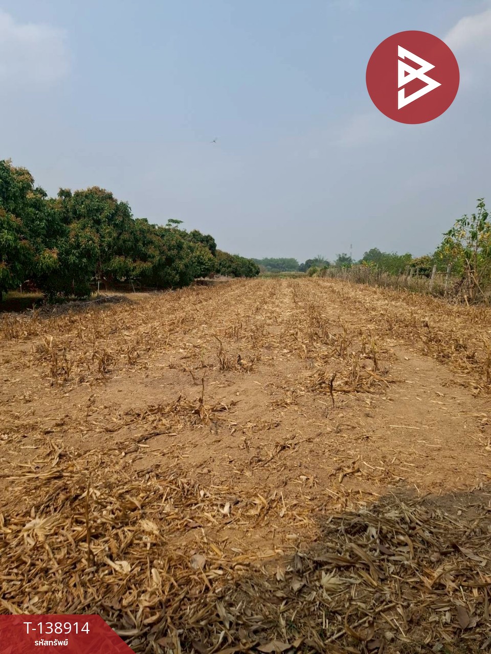 ขายที่ดิน เนื้อที่ 1 ไร่ เทิง เชียงราย 2