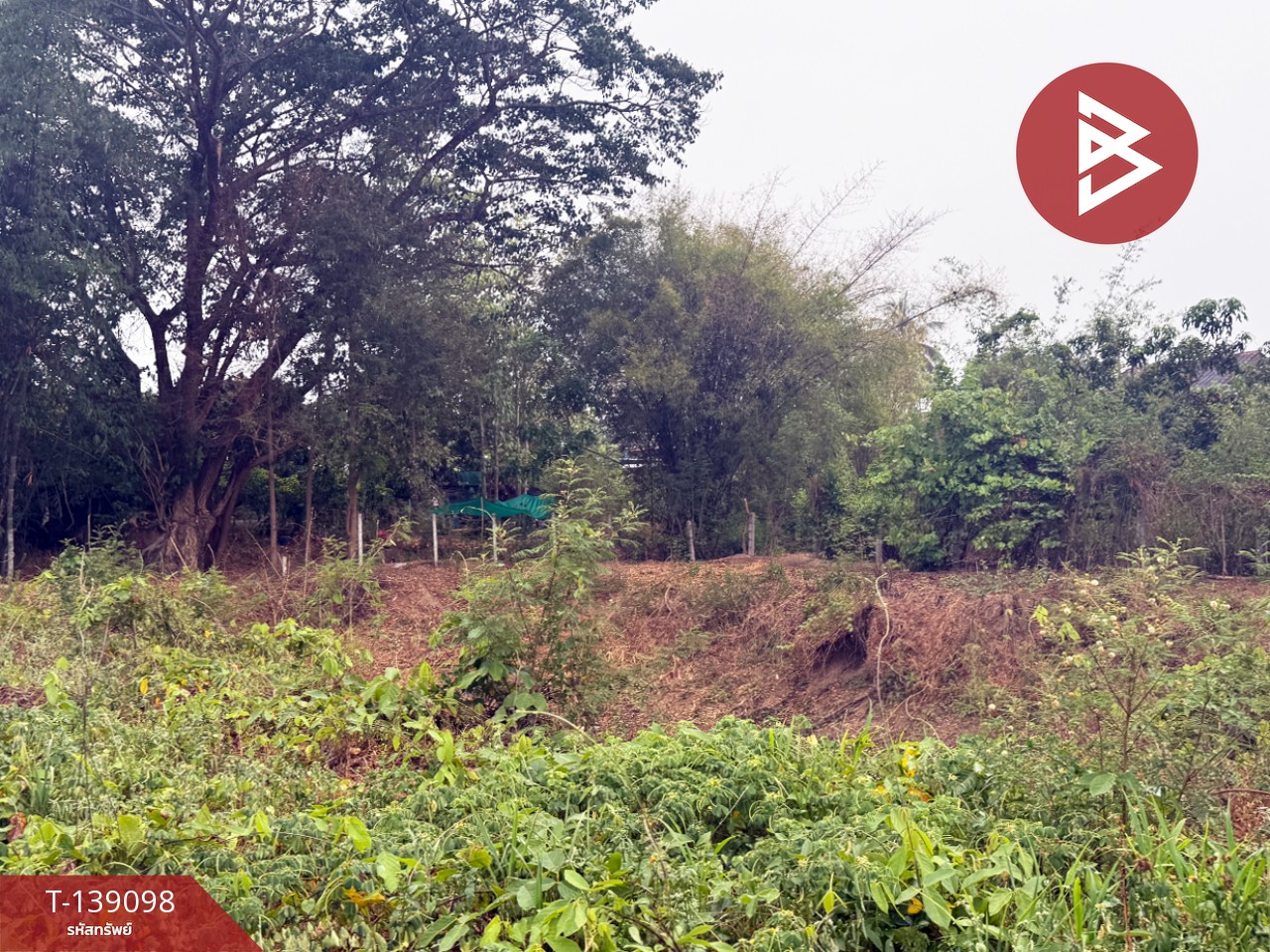 ขายที่ดินสวนลำไย เนื้อที่ 1 ไร่ 2 งาน 11 ตารางวา เวียงหนองล่อง ลำพูน ทำเลติดถนน 7