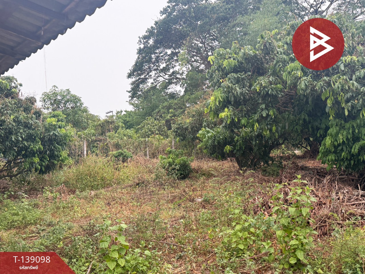 ขายที่ดินสวนลำไย เนื้อที่ 1 ไร่ 2 งาน 11 ตารางวา เวียงหนองล่อง ลำพูน ทำเลติดถนน 12