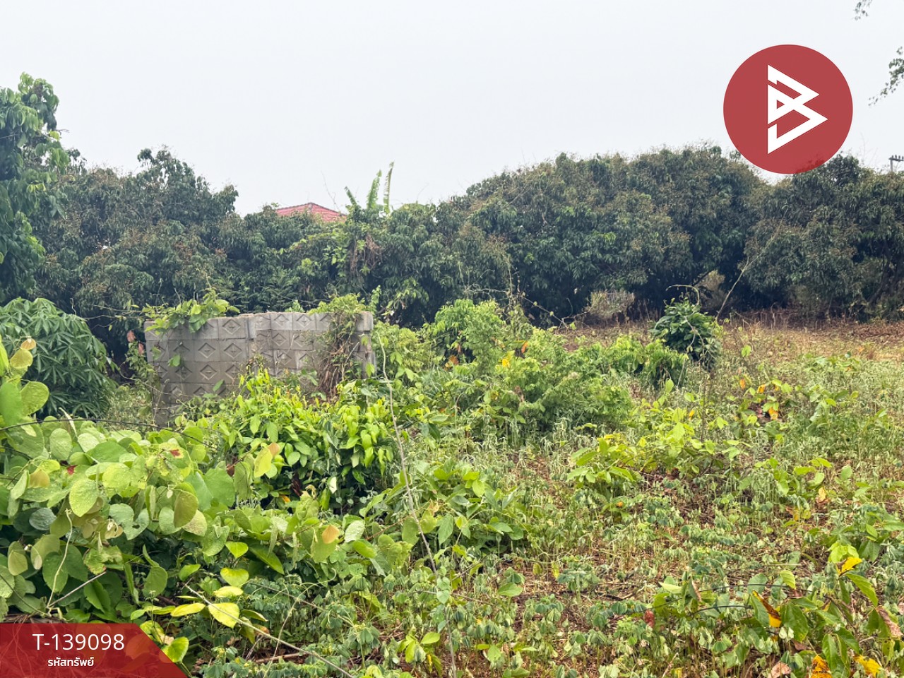 ขายที่ดินสวนลำไย เนื้อที่ 1 ไร่ 2 งาน 11 ตารางวา เวียงหนองล่อง ลำพูน ทำเลติดถนน 9