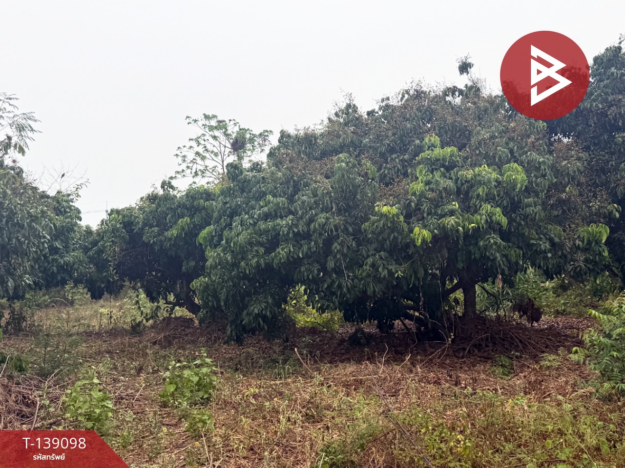 ขายที่ดินสวนลำไย เนื้อที่ 1 ไร่ 2 งาน 11 ตารางวา เวียงหนองล่อง ลำพูน ทำเลติดถนน 6