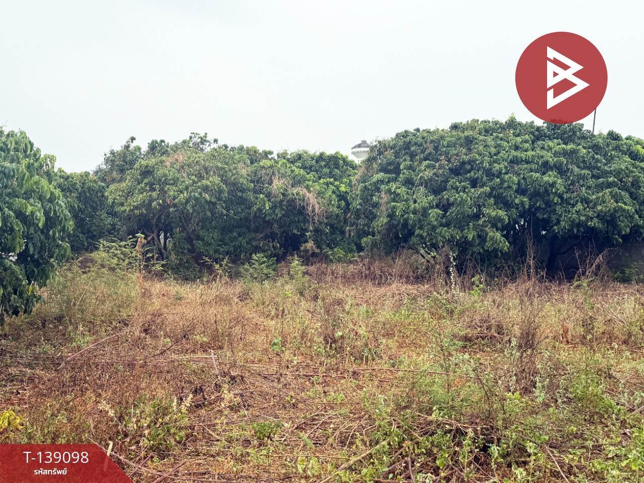 ขายที่ดินสวนลำไย เนื้อที่ 1 ไร่ 2 งาน 11 ตารางวา เวียงหนองล่อง ลำพูน ทำเลติดถนน 10