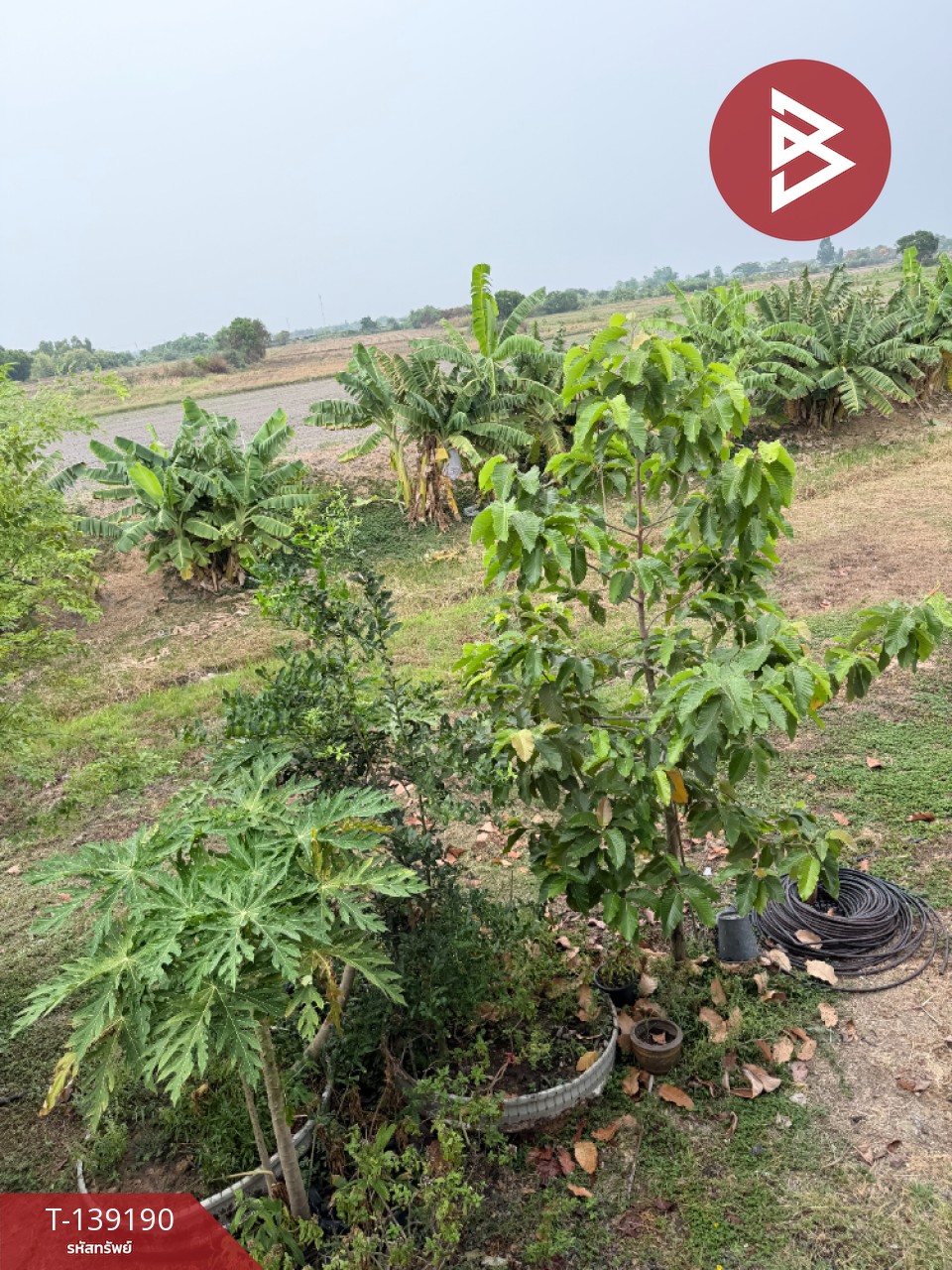 ขายบ้านเดี่ยวพร้อมที่ดิน เนื้อที่ 2 ไร่ 1 ตร.วา องครักษ์ นครนายก 7