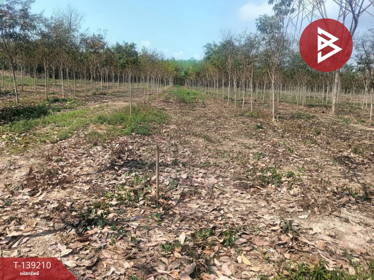 ขายที่ดิน เนื้อที่ 5 ไร่ แกลง ระยอง 1