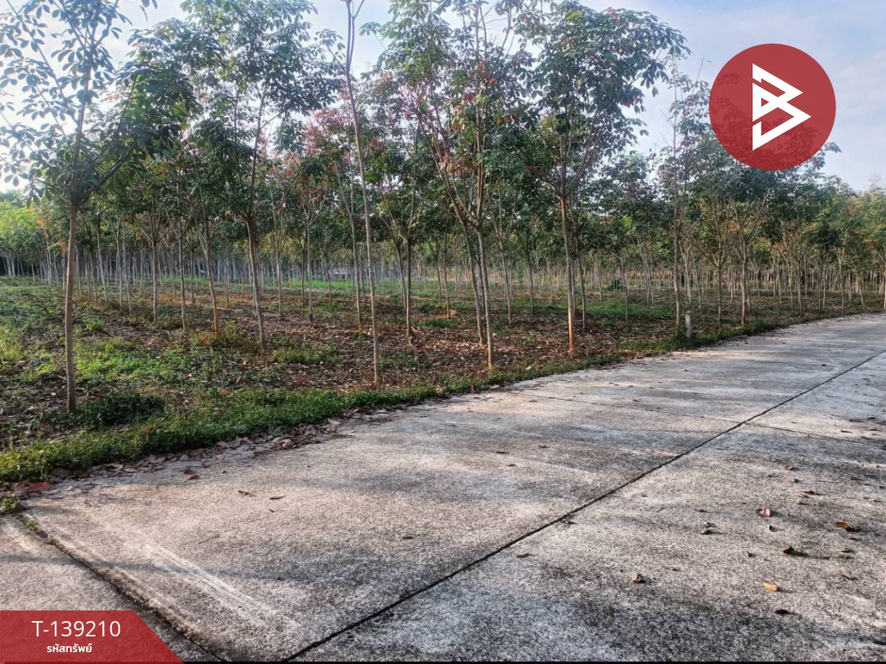 ขายที่ดิน เนื้อที่ 5 ไร่ แกลง ระยอง 4