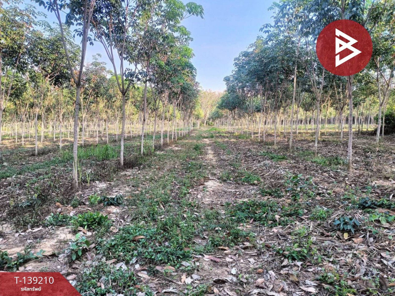 ขายที่ดิน เนื้อที่ 5 ไร่ แกลง ระยอง 3