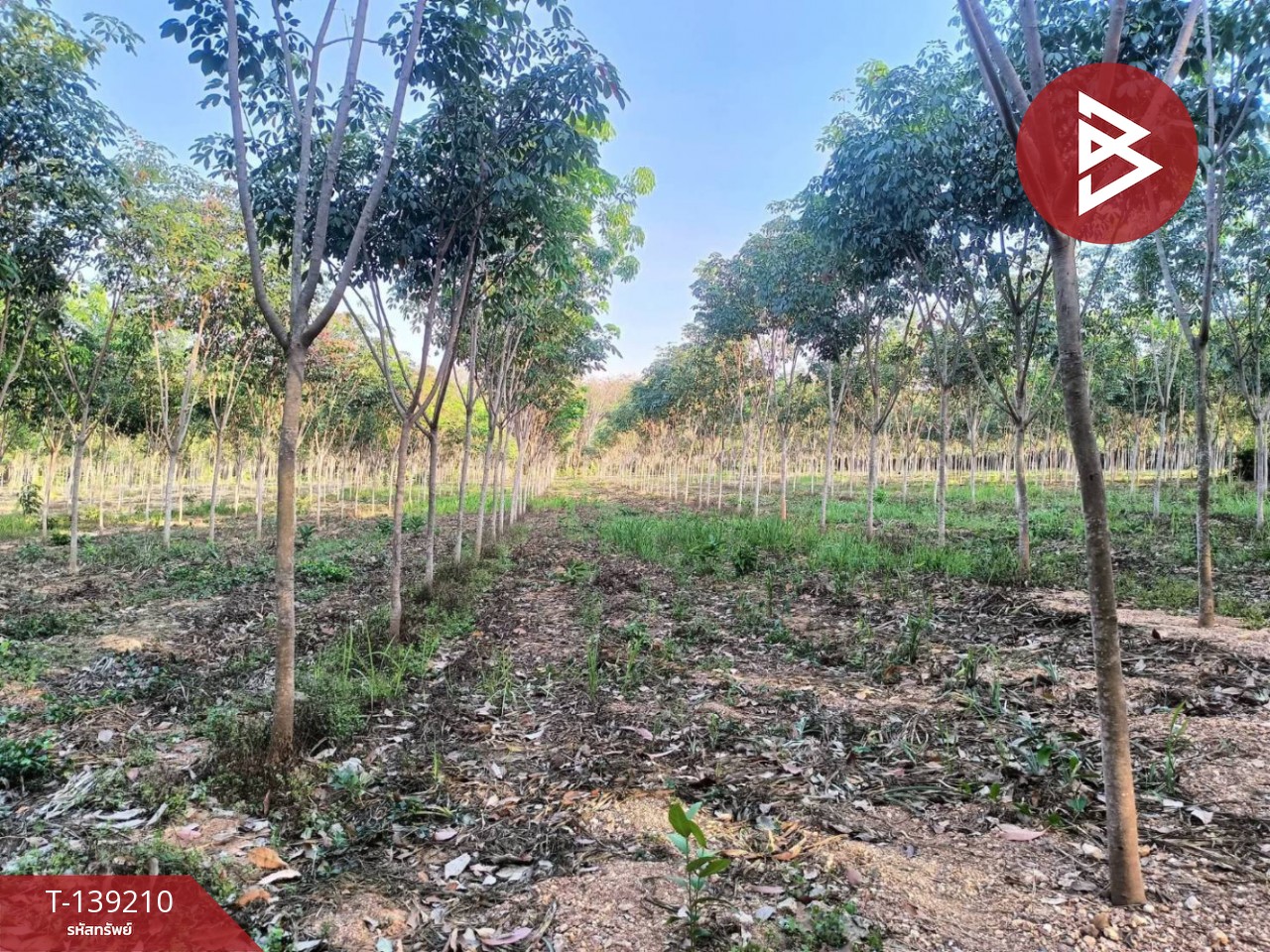 ขายที่ดิน เนื้อที่ 5 ไร่ แกลง ระยอง 6