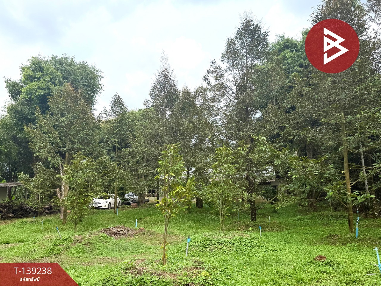 ขายที่ดินสวนทุเรียน เนื้อที่ 3 ไร่ 1 งาน 3.7 ตร.วา ต.พลับพลา จันทบุรี 12