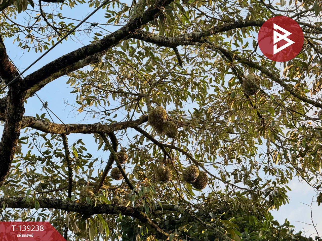 ขายที่ดินสวนทุเรียน เนื้อที่ 3 ไร่ 1 งาน 3.7 ตร.วา ต.พลับพลา จันทบุรี 8