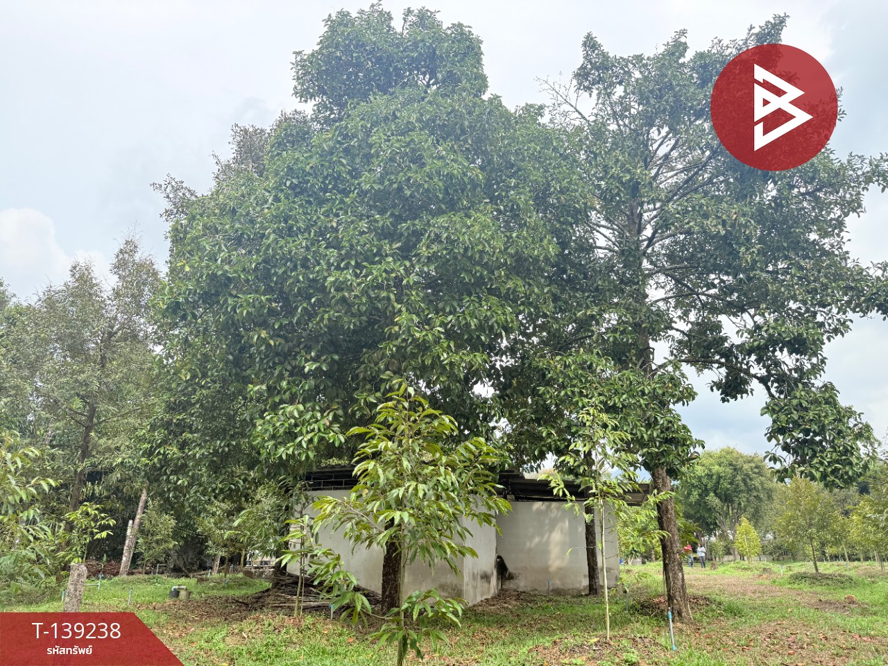 ขายที่ดินสวนทุเรียน เนื้อที่ 3 ไร่ 1 งาน 3.7 ตร.วา ต.พลับพลา จันทบุรี 9