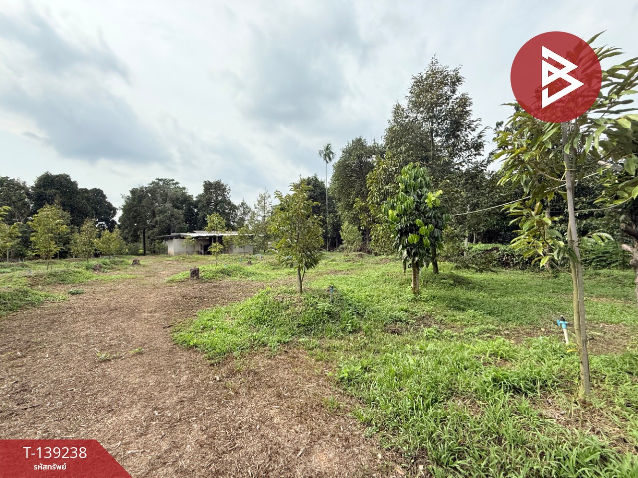 ขายที่ดินสวนทุเรียน เนื้อที่ 3 ไร่ 1 งาน 3.7 ตร.วา ต.พลับพลา จันทบุรี 2