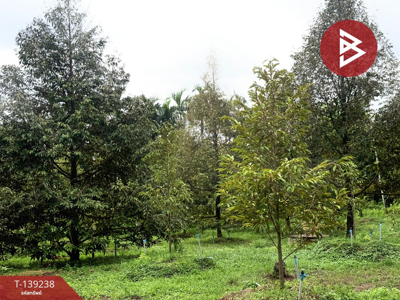 ขายที่ดินสวนทุเรียน เนื้อที่ 3 ไร่ 1 งาน 3.7 ตร.วา ต.พลับพลา จันทบุรี 1