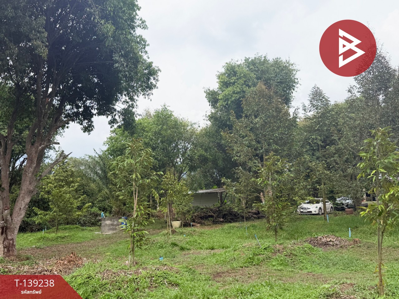 ขายที่ดินสวนทุเรียน เนื้อที่ 3 ไร่ 1 งาน 3.7 ตร.วา ต.พลับพลา จันทบุรี 11