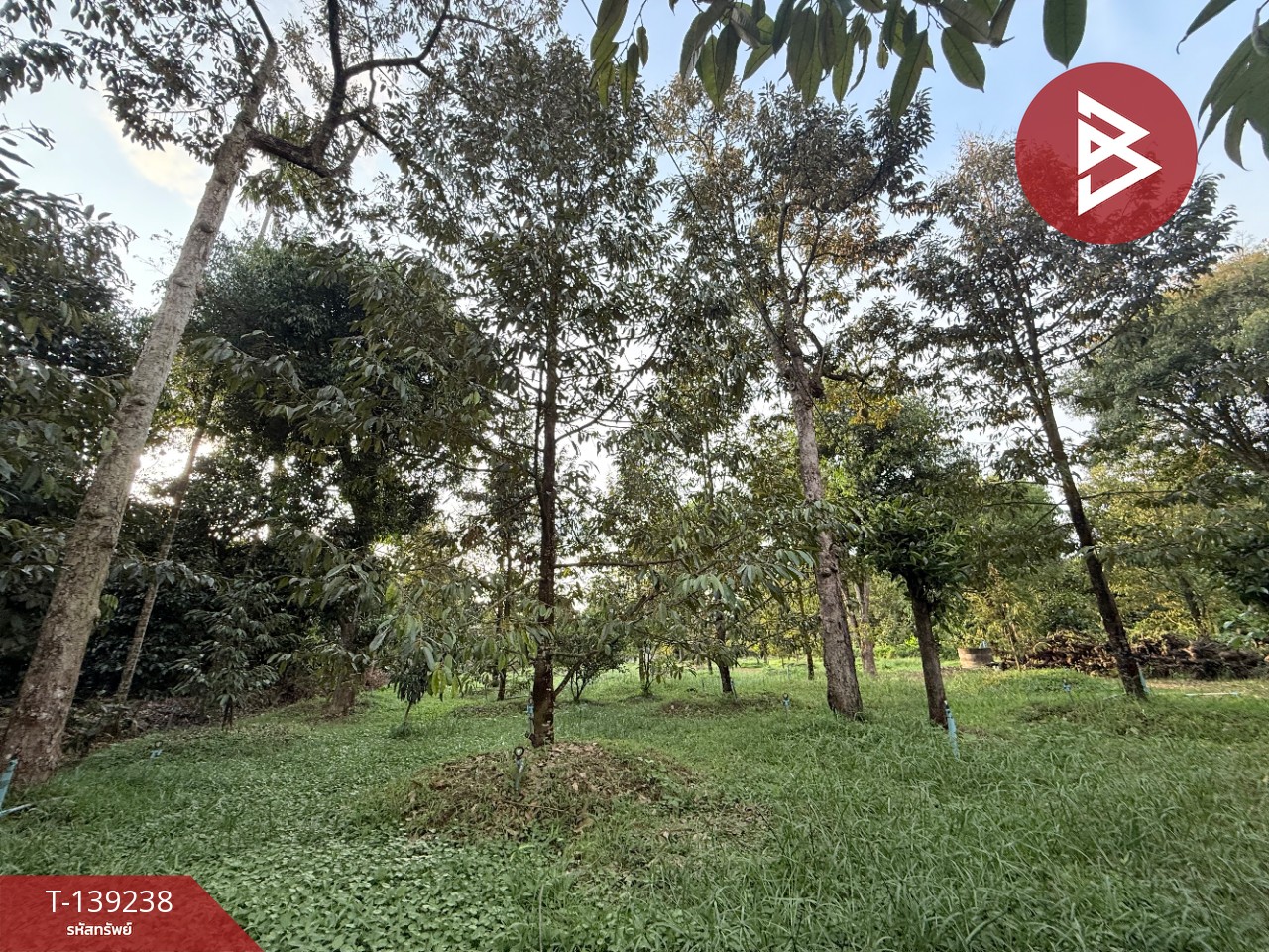 ขายที่ดินสวนทุเรียน เนื้อที่ 3 ไร่ 1 งาน 3.7 ตร.วา ต.พลับพลา จันทบุรี 10