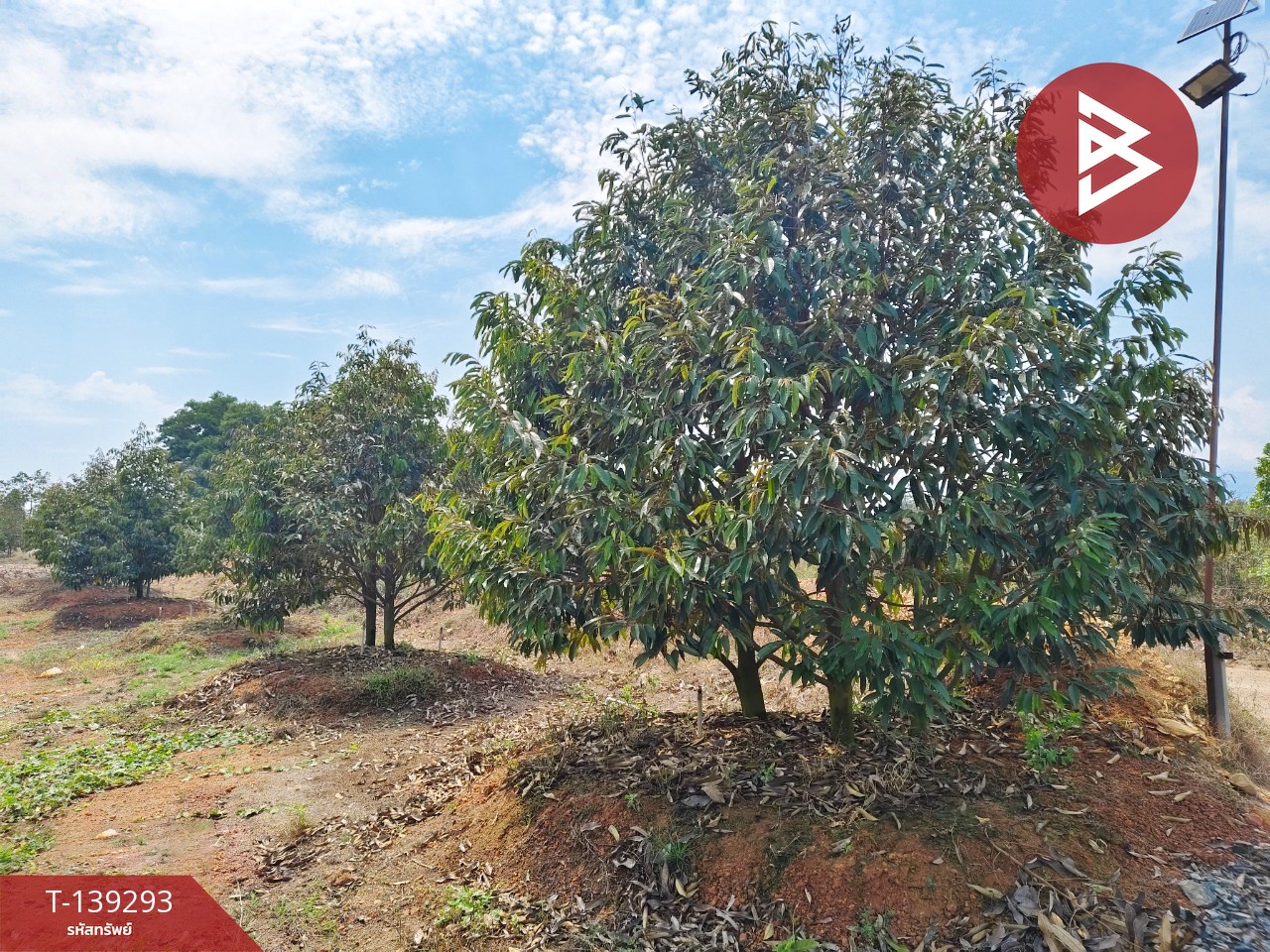 ขายที่ดินพร้อมสวน เนื้อที่ 11 ไร่ 3 งาน 17 ตร.วา ขลุง จันทบุรี 4