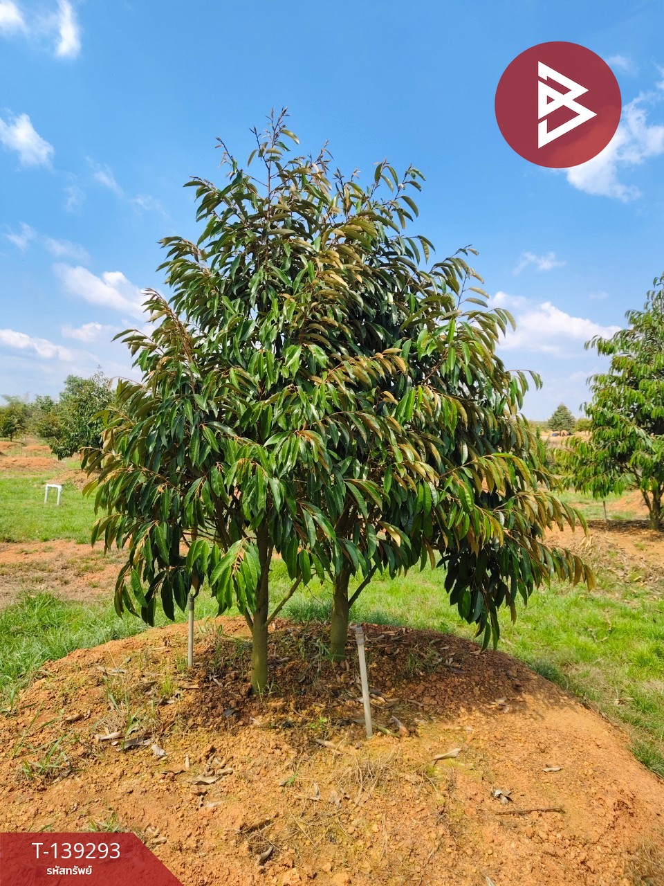 ขายที่ดินพร้อมสวน เนื้อที่ 11 ไร่ 3 งาน 17 ตร.วา ขลุง จันทบุรี 12