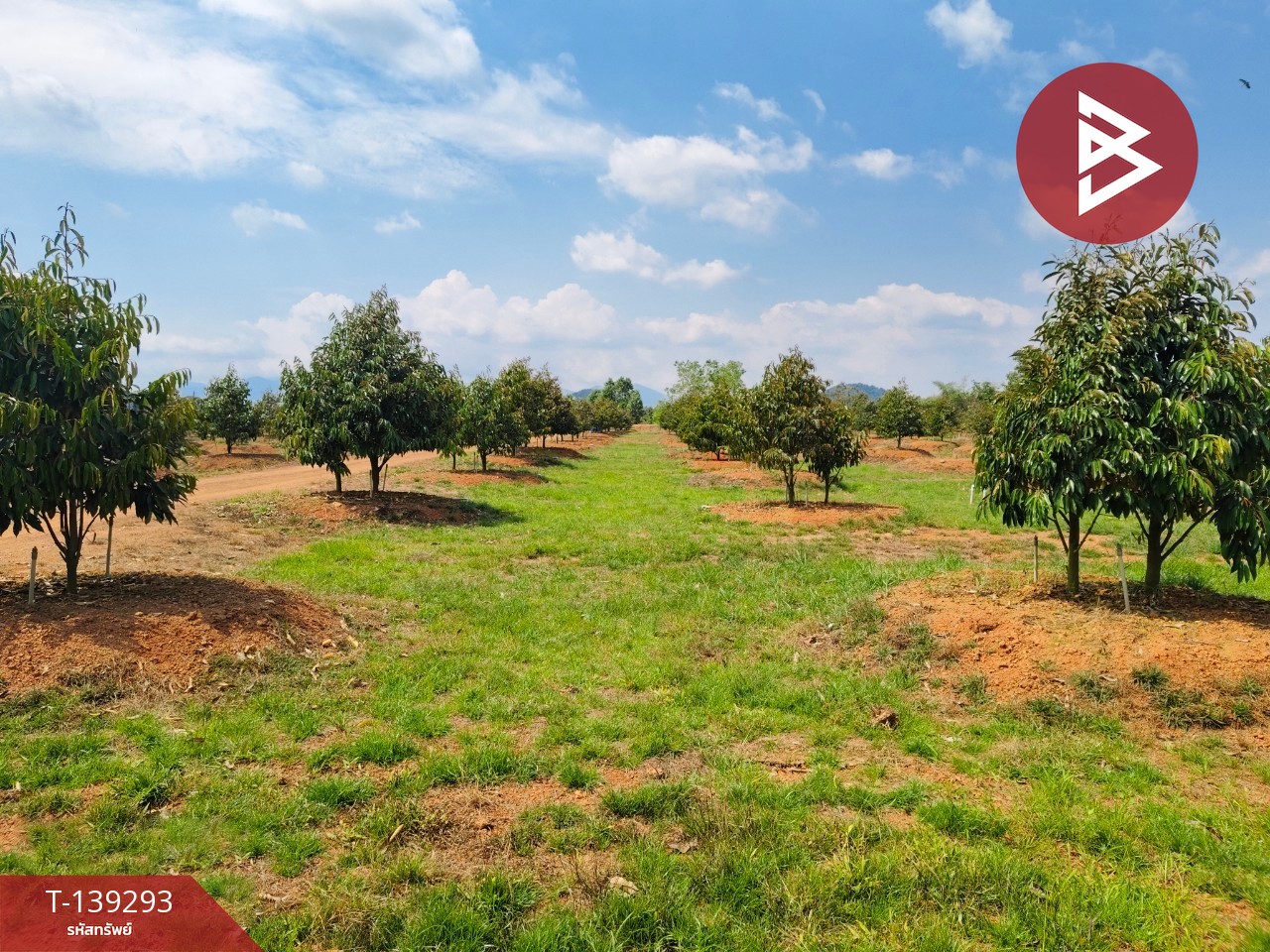 ขายที่ดินพร้อมสวน เนื้อที่ 11 ไร่ 3 งาน 17 ตร.วา ขลุง จันทบุรี 11