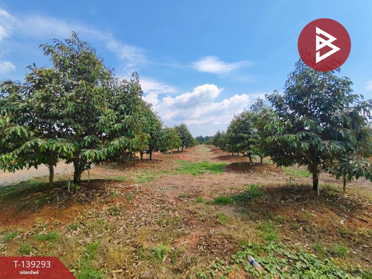 ขายที่ดินพร้อมสวน เนื้อที่ 11 ไร่ 3 งาน 17 ตร.วา ขลุง จันทบุรี 1