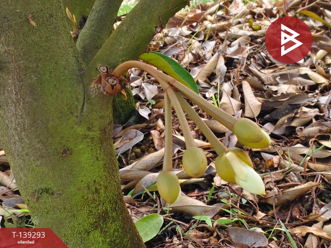 ขายที่ดินพร้อมสวน เนื้อที่ 11 ไร่ 3 งาน 17 ตร.วา ขลุง จันทบุรี 8