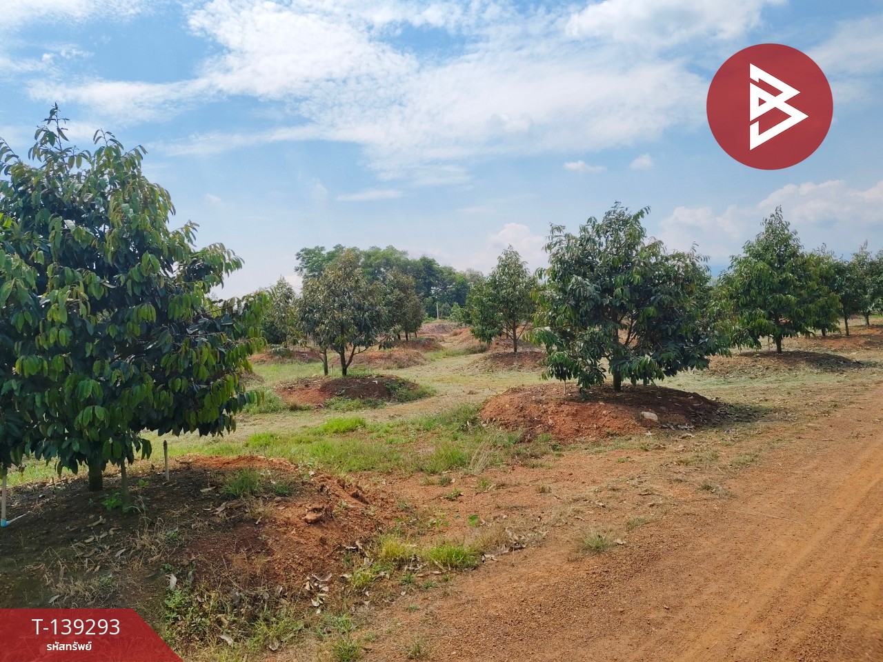 ขายที่ดินพร้อมสวน เนื้อที่ 11 ไร่ 3 งาน 17 ตร.วา ขลุง จันทบุรี 10