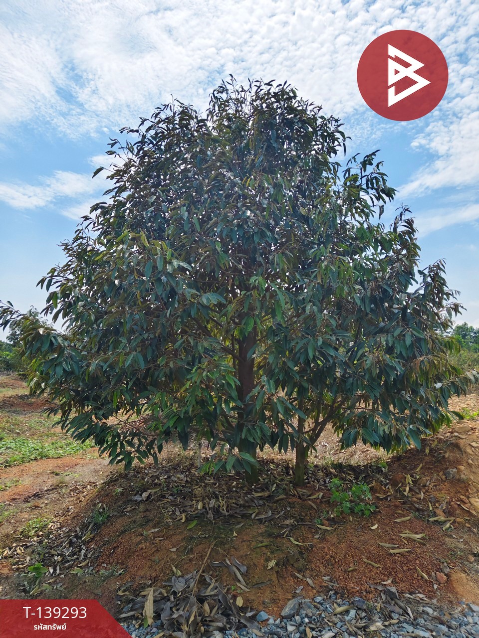 ขายที่ดินพร้อมสวน เนื้อที่ 11 ไร่ 3 งาน 17 ตร.วา ขลุง จันทบุรี 9