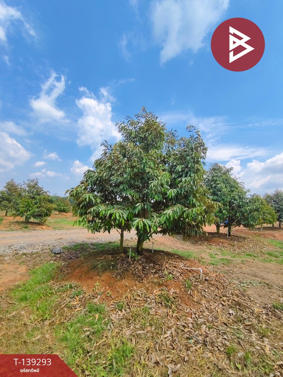 ขายที่ดินพร้อมสวน เนื้อที่ 11 ไร่ 3 งาน 17 ตร.วา ขลุง จันทบุรี 5