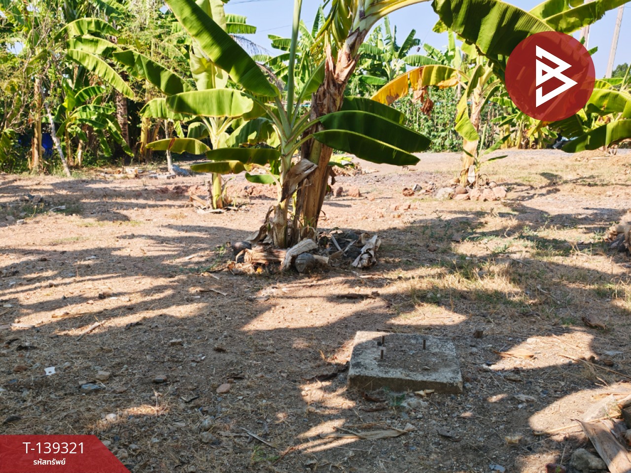 ขายที่ดิน เนื้อที่ 1 งาน 18.3 ตารางวา หนามแดง ฉะเชิงเทรา 5