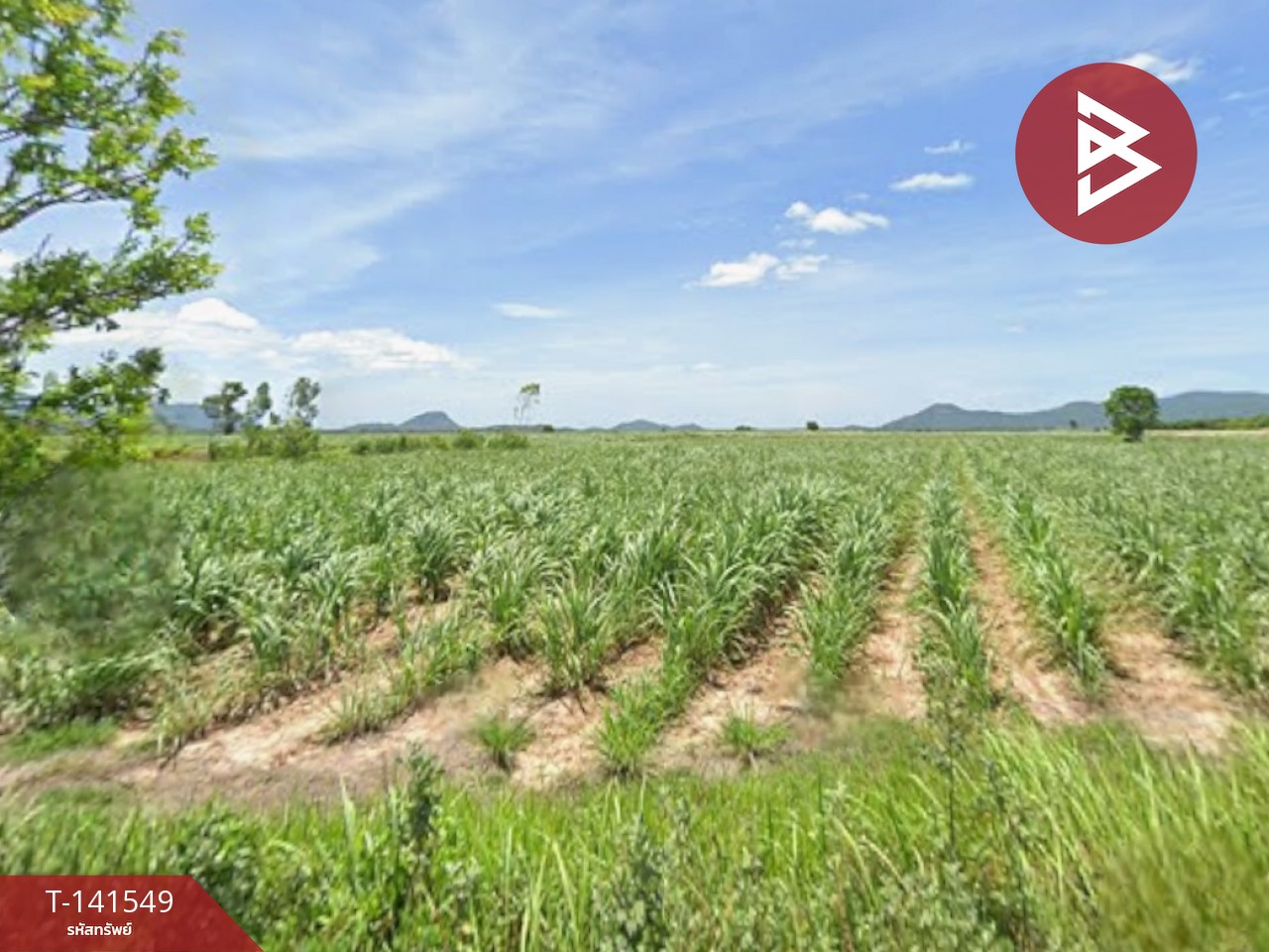 ขายที่ดิน เนื้อที่ 59 ไร่ 1 งาน 64 ตร.วา ชะอำ เพชรบุรี