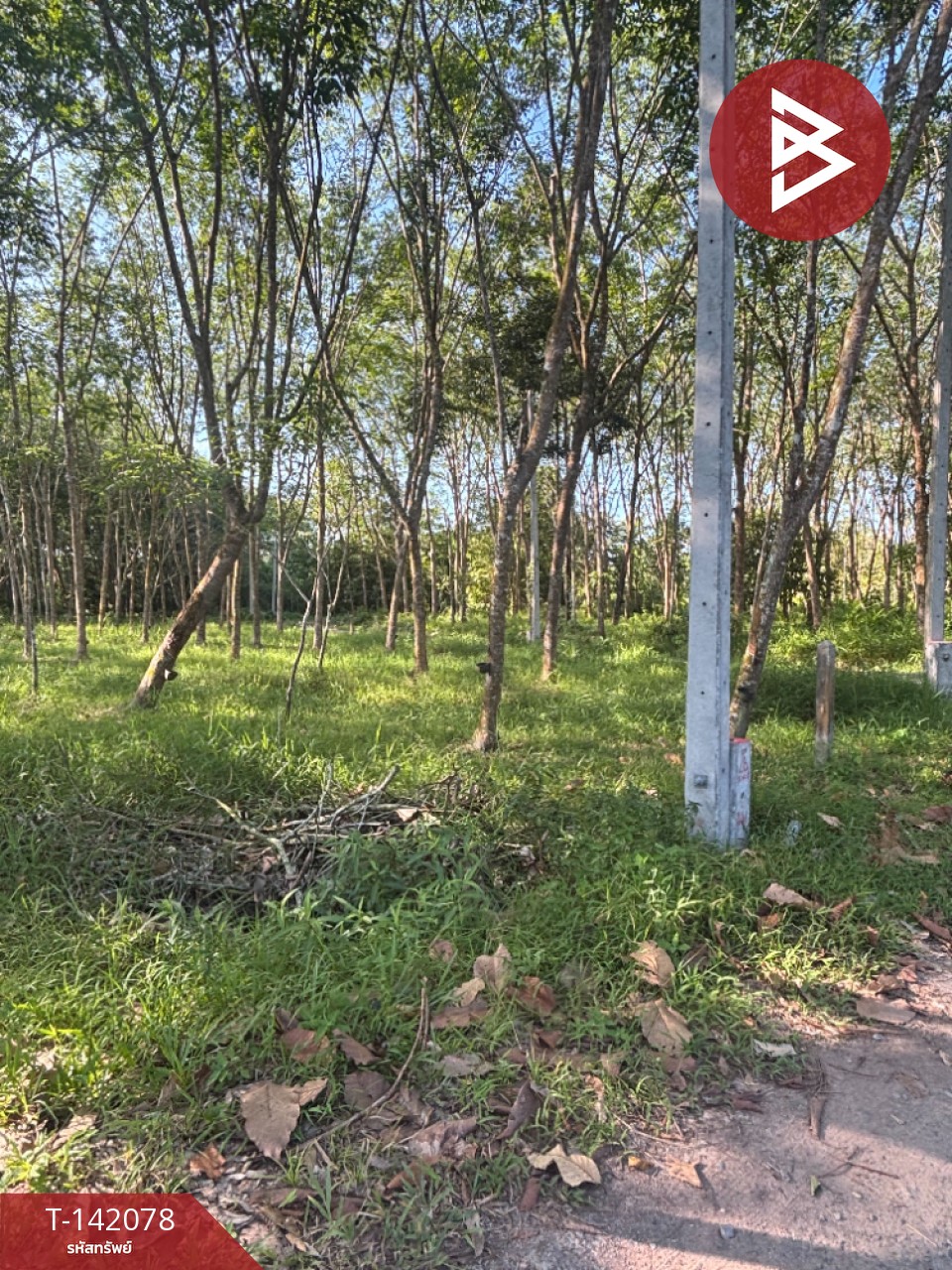 ขายที่ดิน เนื้อที่ 5 ไร่ 1 งาน 68.4 ตร.วา ชะอวด นครศรีธรรมราช