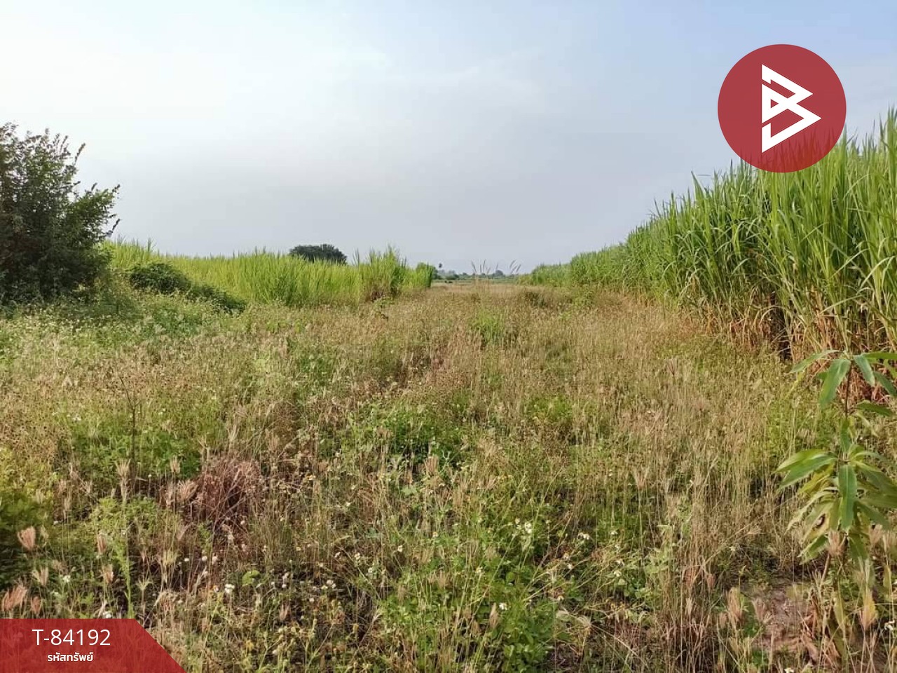 Land for sale, area 1 rai 3 ngan 98 sq m, Wang Phang, Lamphun