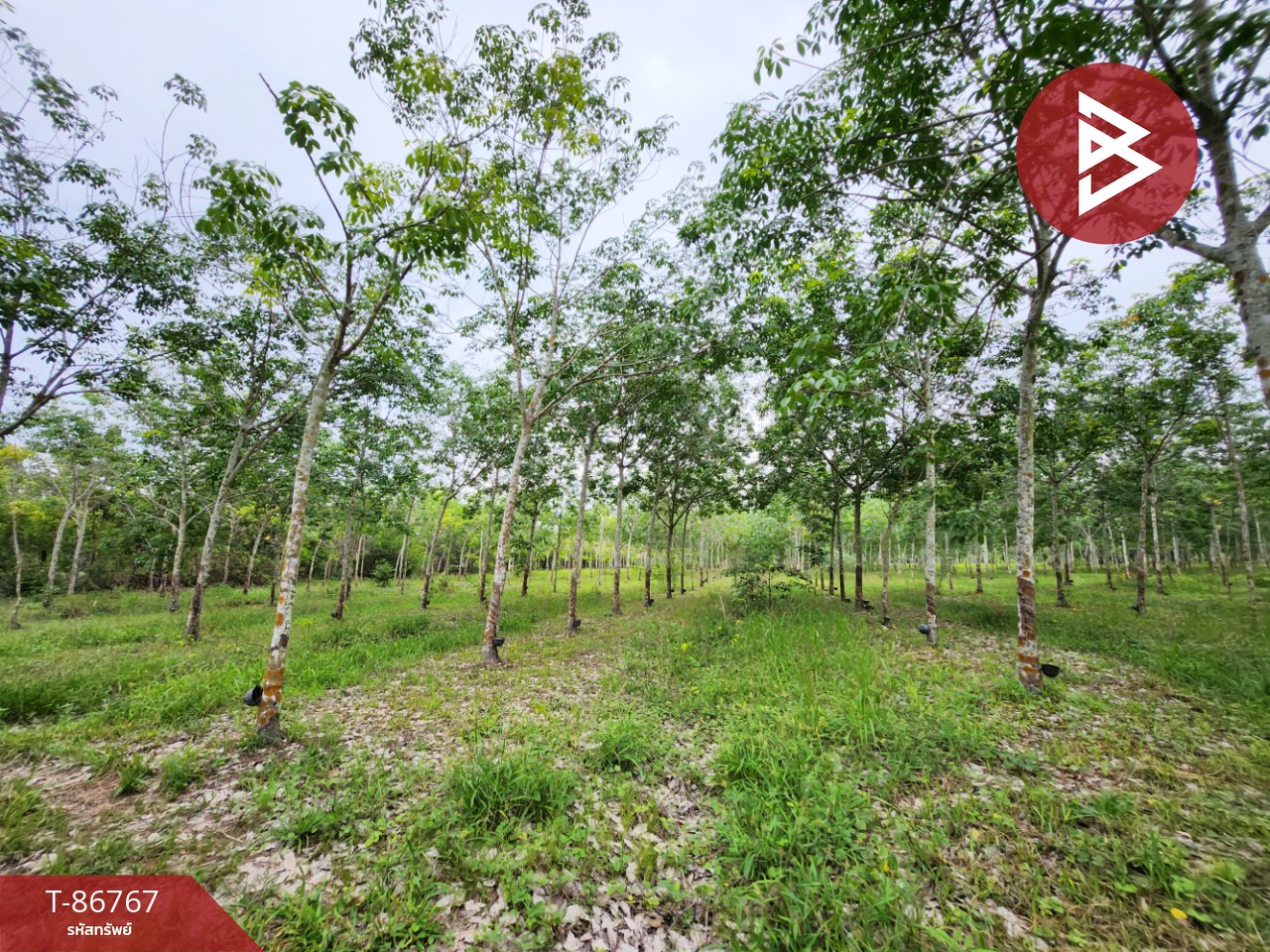 Land for sale, area 35 rai 3 ngan 84 square wa, Khueang Nai, Ubon Ratchathani