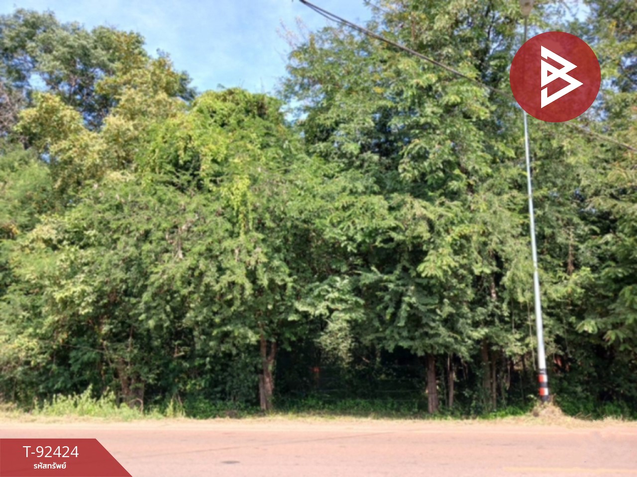 Land for sale, rosewood, area 13 rai 1 ngan 62.5 square wa, Chiang Yuen Subdistrict, Udon Thani, on the main road