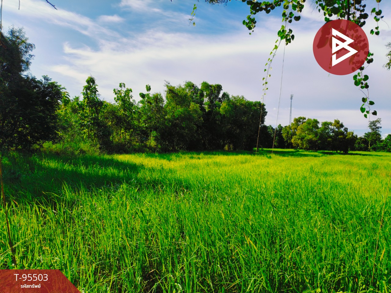 Urgent sale of vacant land, area 5 rai 2 ngan 20.8 sq.wa, Nong Song Hong, Khon Kaen