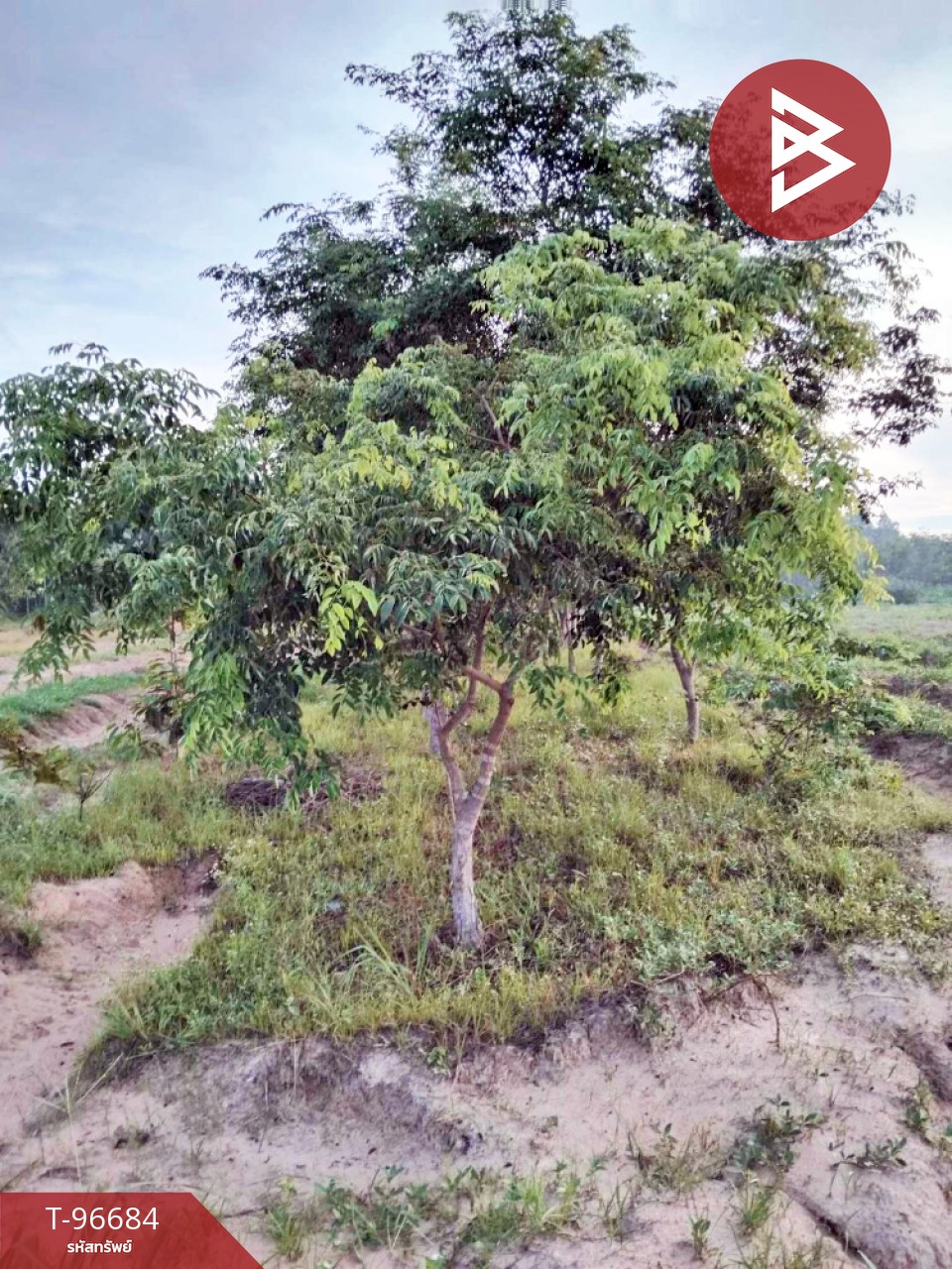 Urgent sale, vacant land, area 27 rai 2 ngan 80 sq m, Khueang Nai, Ubon Ratchathani