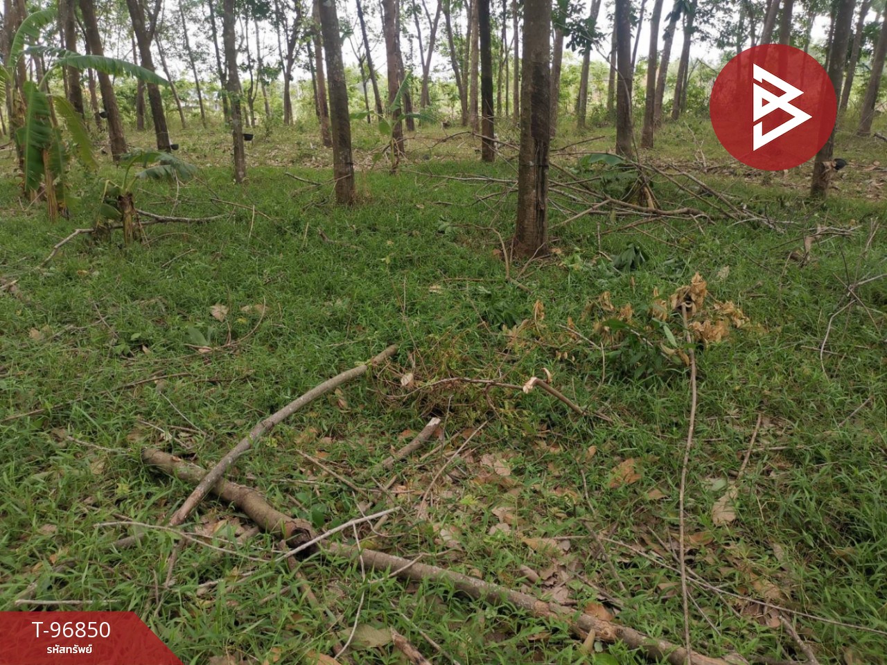 Land for sale, area 15 rai 2 ngan 40 square wa, Tha Bo District, Nong Khai