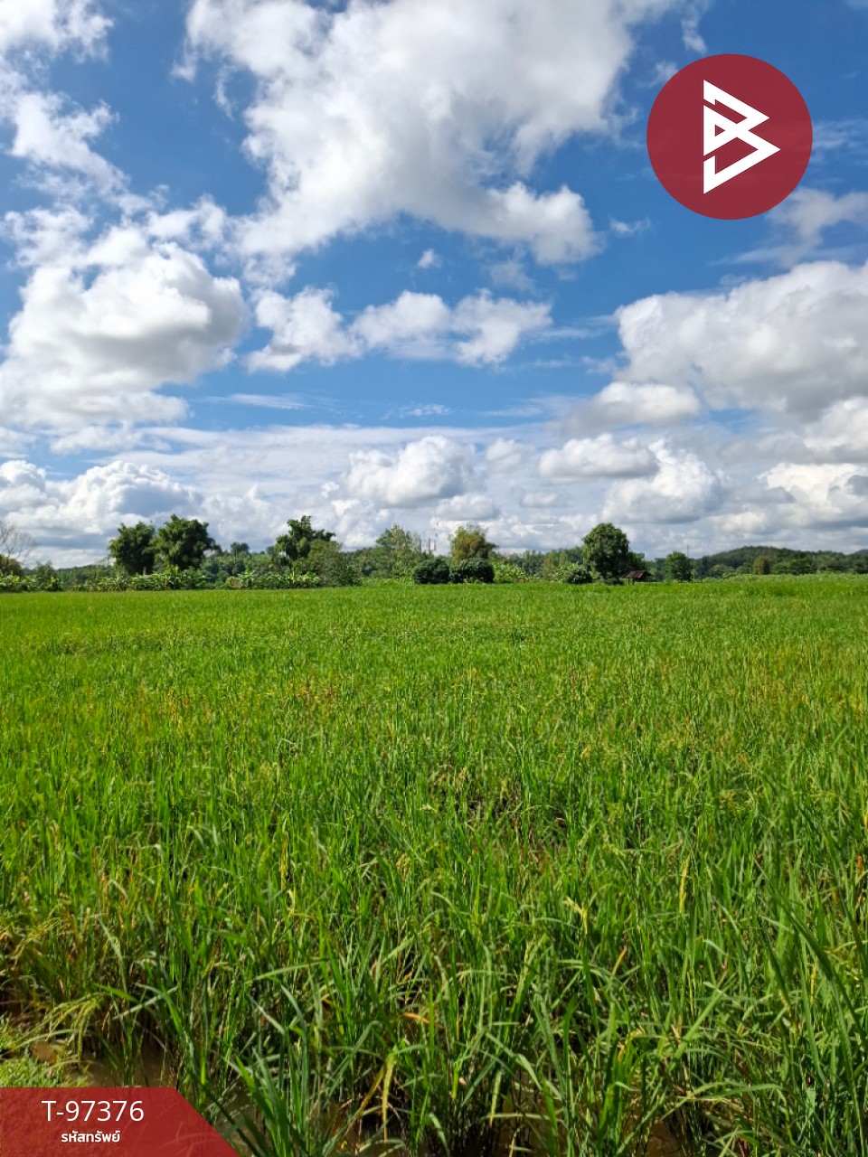 Land for sale, area 4 rai 3 ngan 30 sq m, Thoeng, Chiang Rai