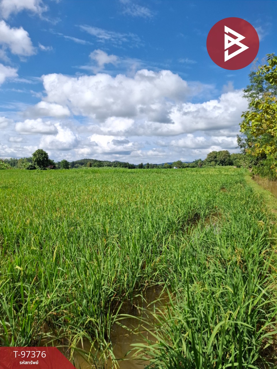 Land for sale, area 4 rai 3 ngan 30 sq m, Thoeng, Chiang Rai