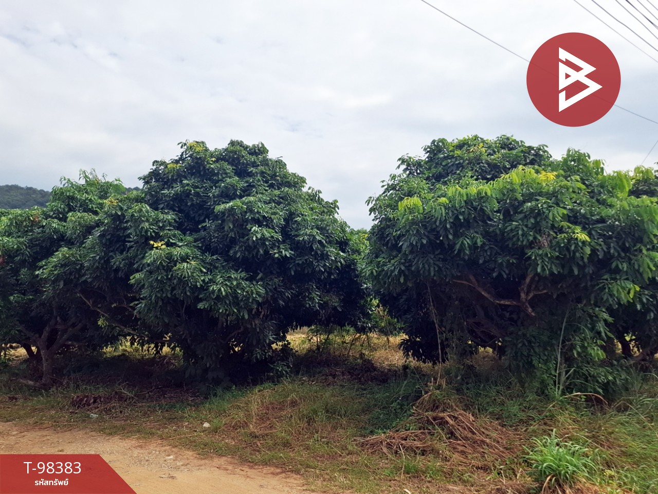 Land for sale, area 8 rai 96.2 square wa, Thoeng, Chiang Rai