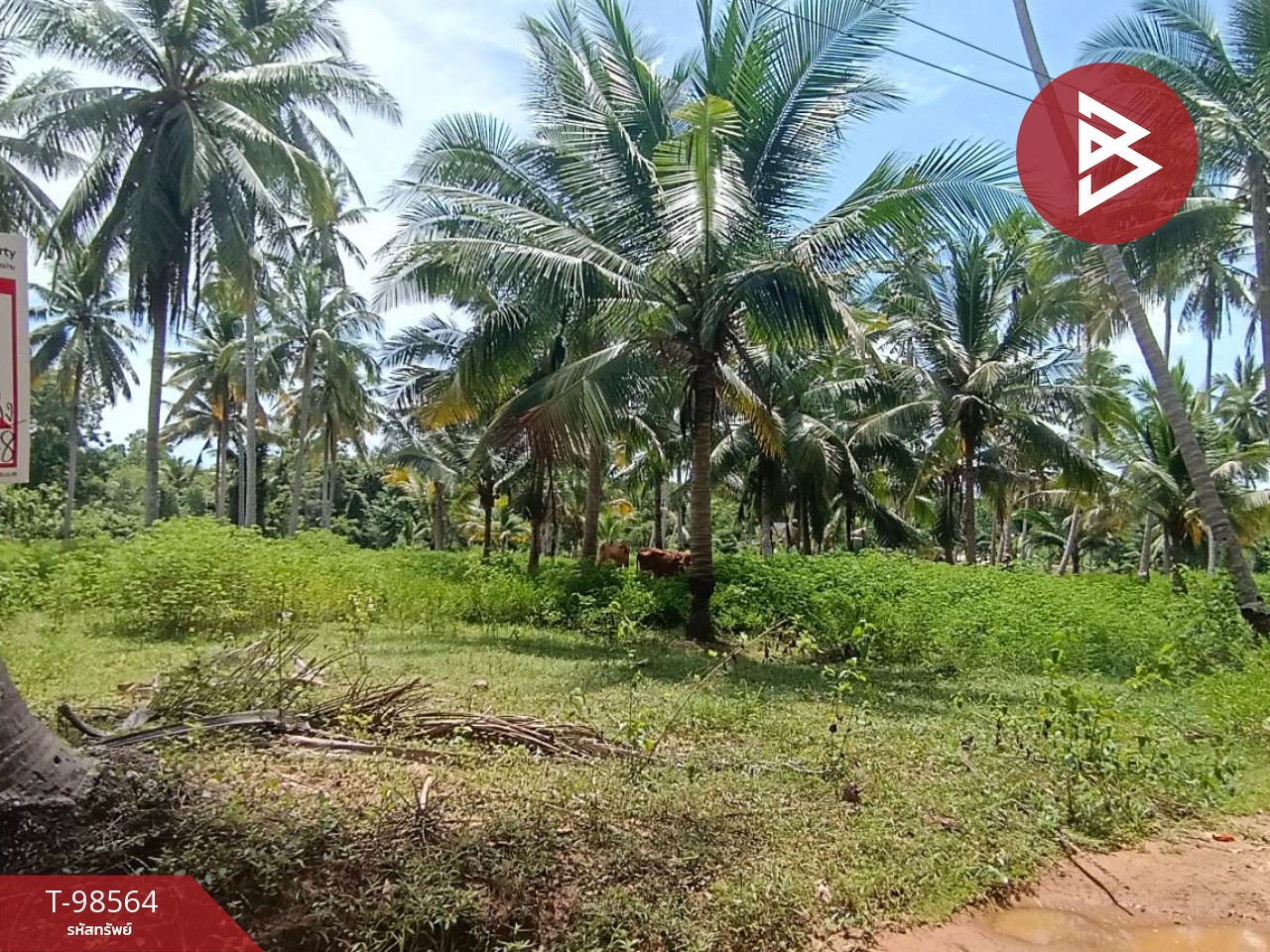 Land for sale, area 7 rai 81.1 sq.wa, Bang Saphan Noi, Prachuap Khiri Khan