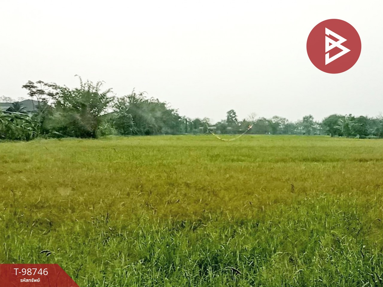 Land for sale, area 4 rai 2 ngan 83 square wa, Thoeng, Chiang Rai